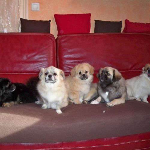 Élevage : epagneul tibetain