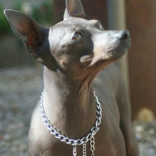 Élevage d'american hairless terrier