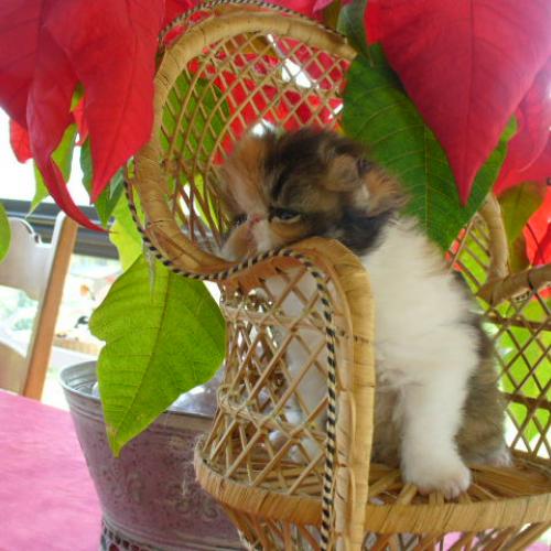 Eleveur : chatterie de bahrein