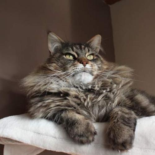 Eleveur : elevage maine coon