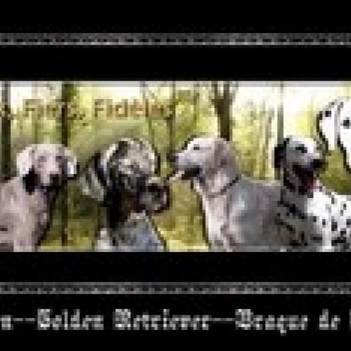 Eleveur : Braque de Weimar – Dalmatien - Golden