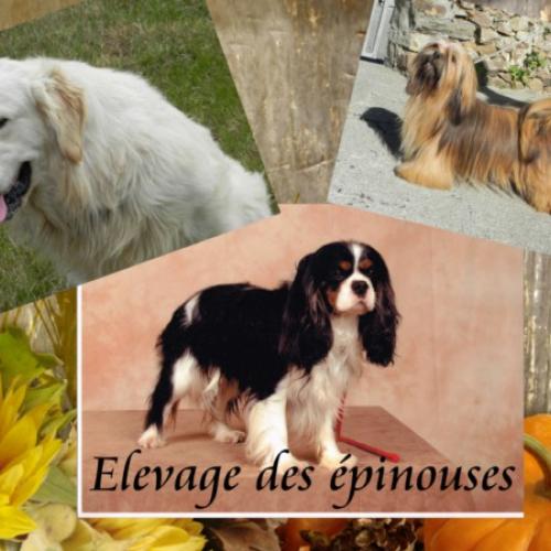 Eleveur : LES EPINOUSES