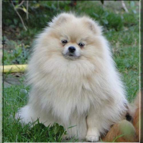 Eleveur : Doux Rêves D'Amours