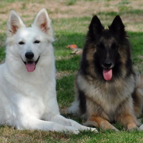 Elevage du Clan Macval