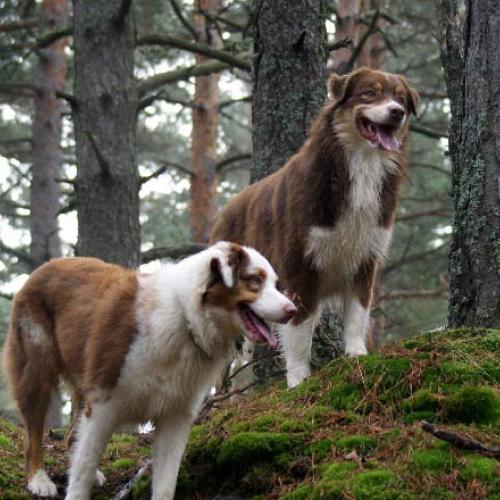 Élevage : berger australien