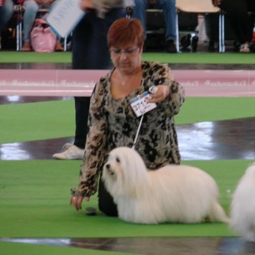 Eleveur : CASTEL DE LA ROCHE AUX FEES