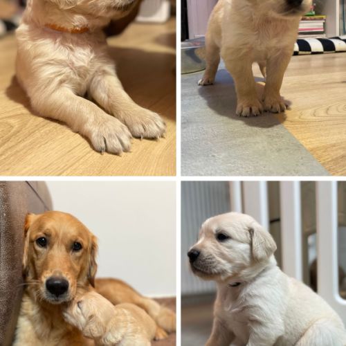 Élevage golden retriever