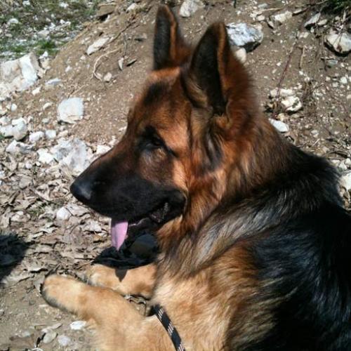 Élevage : berger allemand