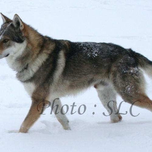 Élevage : chien loup tchecoslovaque
