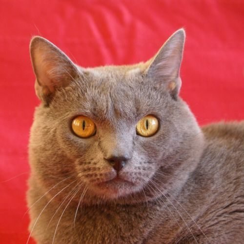 Elevage de chien et chats