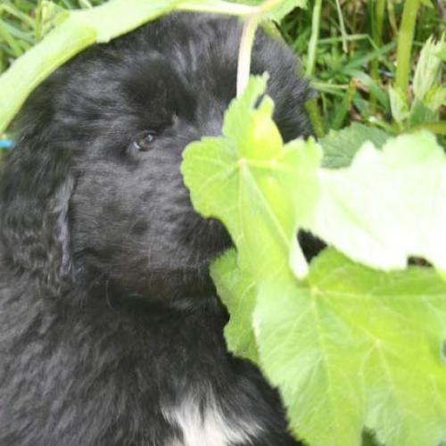 Eleveur : Du Pas de Gargantua