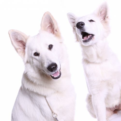 Élevage : berger blanc suisse