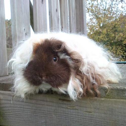 Élevage : cochon d inde lapin nain