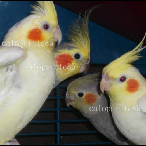 élevage de Callopsitte et de Perruche ondulée