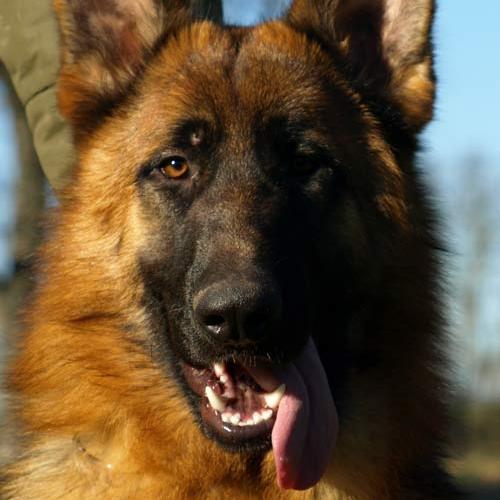 Eleveur : elevage du Bois du Double