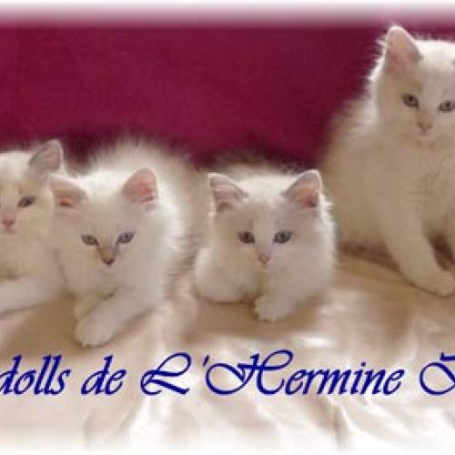 Eleveur : Chatterie de L'Hermine Bleue