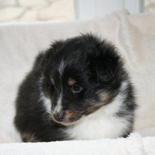 Eleveur : le chalet de luline