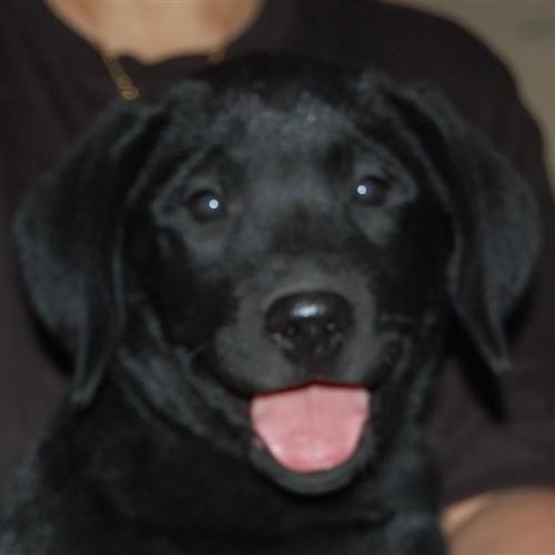 Eleveur : DU LABRAMOUR D'OTHYS