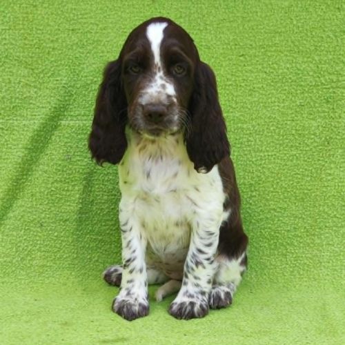 Élevage : english springer spaniel lof