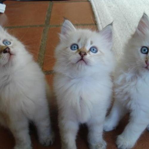 Élevage : sibérien (chat de sibérie)