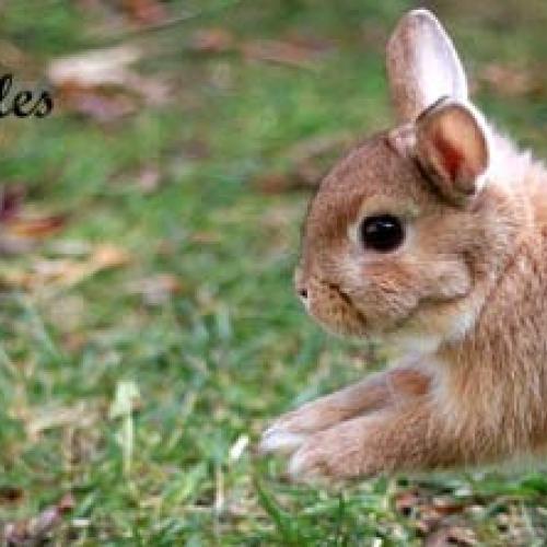 Élevage : lapin lapin bélier lapin nain