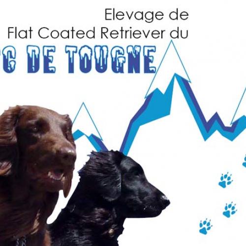 Élevage : retriever a poil plat