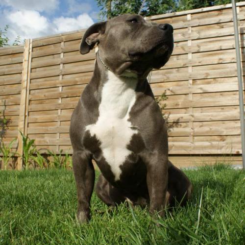 Eleveur : LA GRIFFE DU DIAMAND BLEU