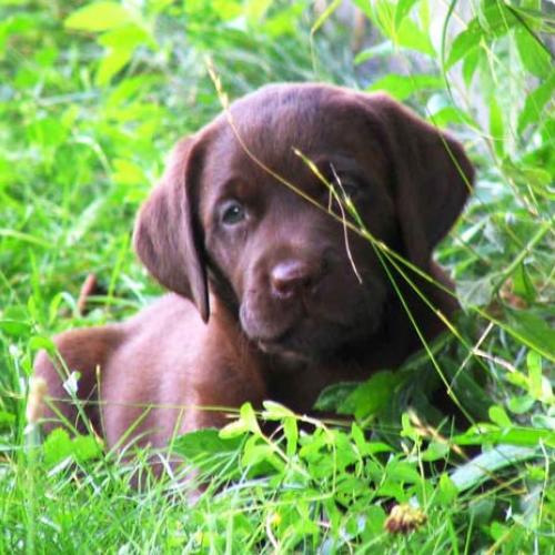 Eleveur : Elevage de l'oustau dei roures