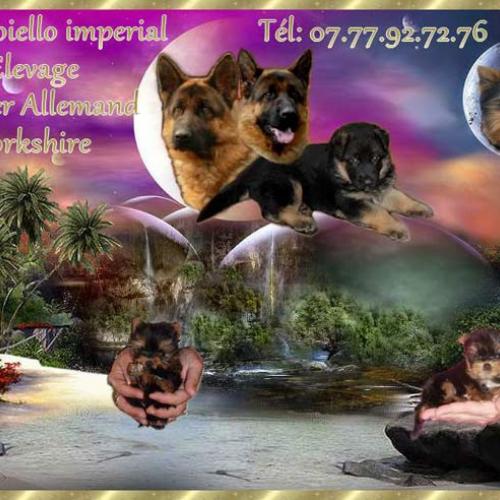 Eleveur : Di gioiello imperial