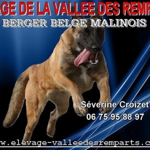 Élevage : berger belge