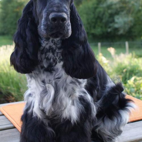 Eleveur : Des Adrilines d'Opale