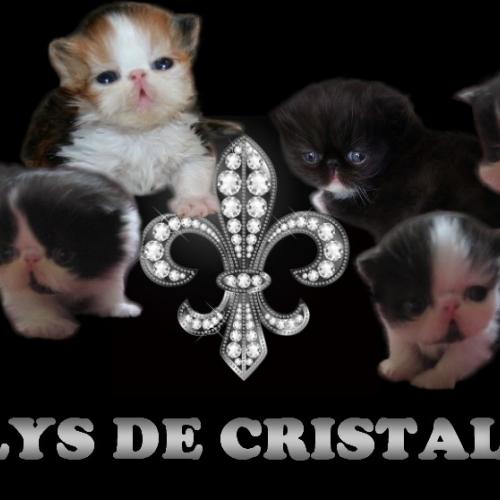 Eleveur : LYS DE CRISTAL