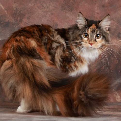 Élevage : maine coon