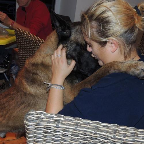 Élevage : berger belge berger de beauce - beauceron