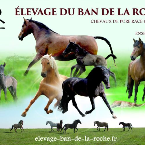Élevage de chevaux de pure race espagnole