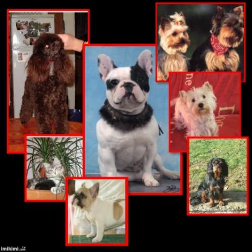 Eleveur : du home de suger baby