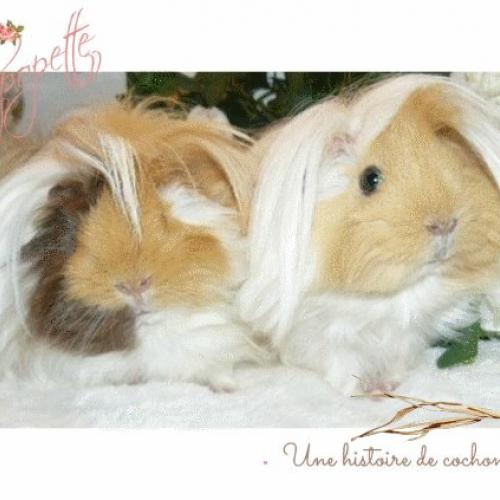 Élevage Cochon d Inde Cobaye