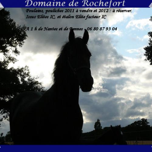 Eleveur de chevaux frison domaine de rochefort