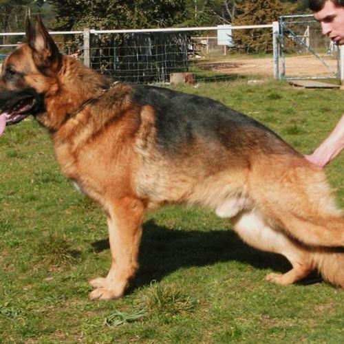 Élevage : berger allemand