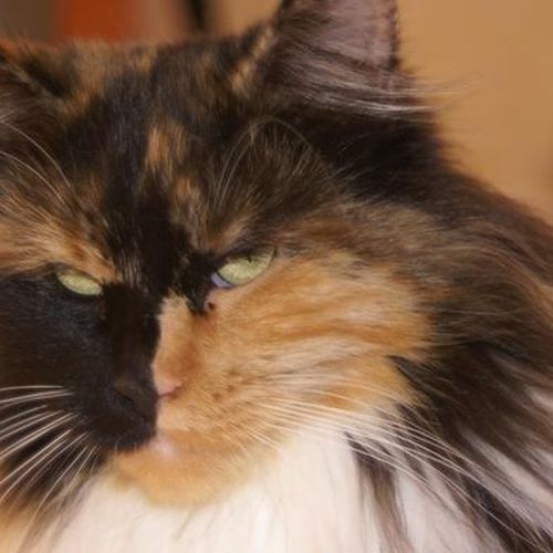 Eleveur : Chatterie des Lynx d'Amarine