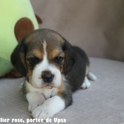 Elevage du clos du bonheur