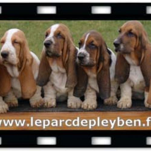 Eleveur Basset Hound Le Parc de Pleyben