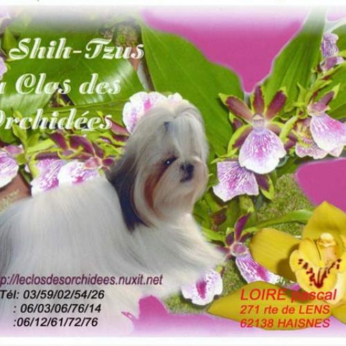 élevage de la race Shih Tzu