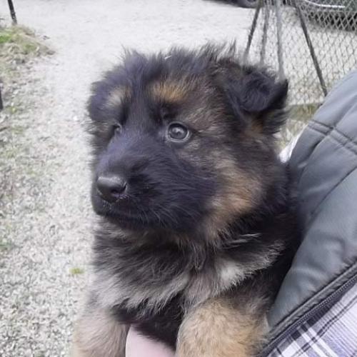 Eleveur : ELEVAGE DU TANNENPARK