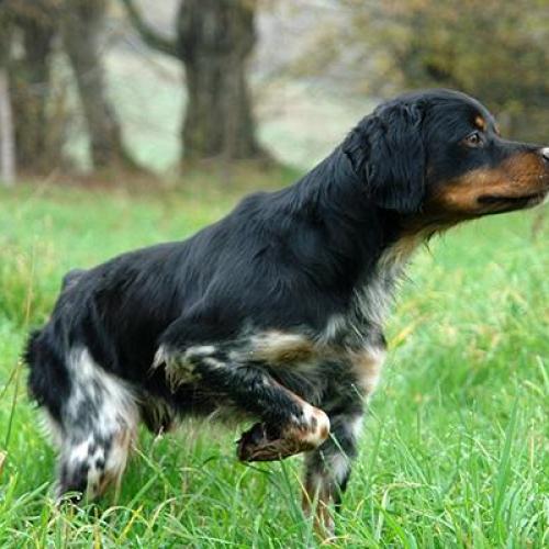 Élevage : berger allemand epagneul breton