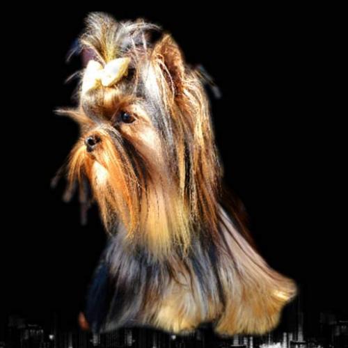 Eleveur : Yorkshire meadow France