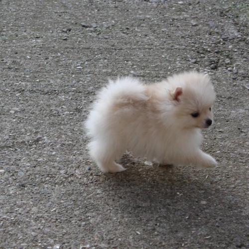 Petit élevage passion.