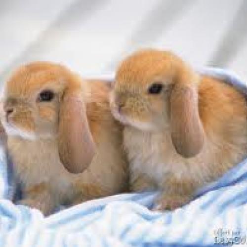 Élevage : colombe canari diamant lapin nain