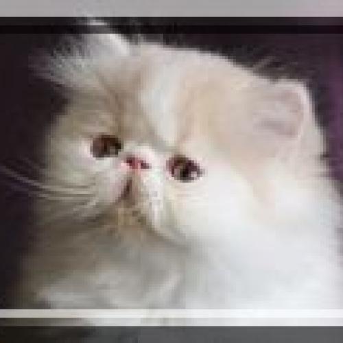 Eleveur : chatterie de la vallée rose