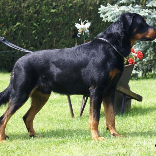 Élevage : berger de beauce - beauceron